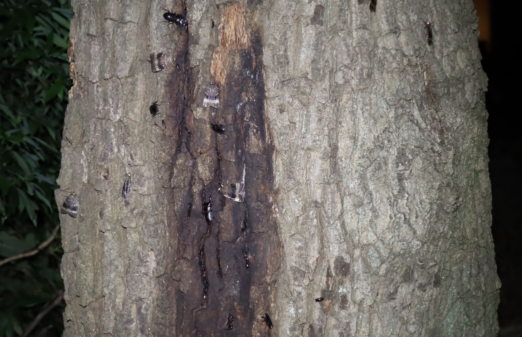 ヒラタクワガタ1♂、コクワガタ4♂_No．5のクヌギ_クワガタ達のオアシス _2023年6月20日20時40分気温21.1度